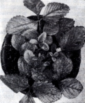 . 14.        Fragaria virginiana (M-1)