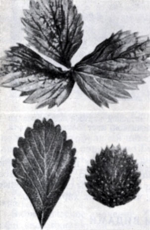 . 39.  -       - (Philaenus leucophthalums);   -    ,          (Tetranychus spp.);  -  