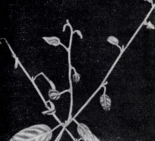 . 69.     Rubus henryi