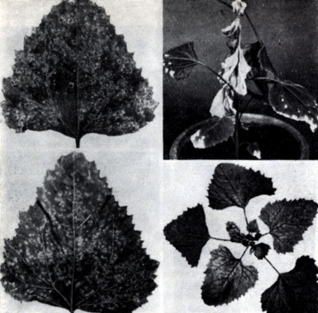 . 80.   Chenopodium amaranticolor.   -  ,     ;   -  ,     ;   -  ,    ;   -  ,      