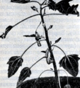 . 86.  Chenopodium quinoa,      