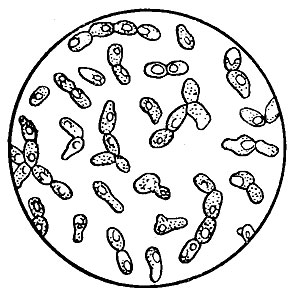 . 56.   (Saccharomyces ellipsoideus)