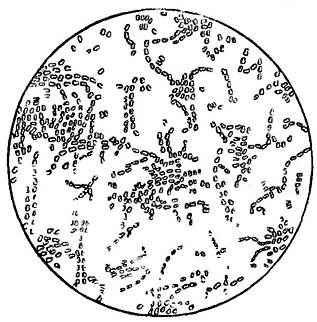. 150. Bacterium aceti
