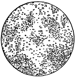 . 152. Bacterium rnanni topoeum