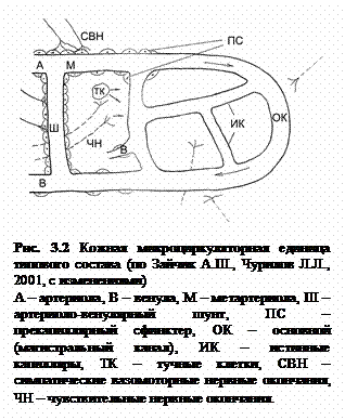 Подпись:  

Рис. 3.2 Кожная микроциркуляторная единица типового состава (по Зайчик А.Ш., Чурилов Л.Л., 2001, с изменениями)
А – артериола, В – венула, М – метартериола, Ш – артериоло-венулярный шунт, ПС – прекапиллярный сфинктер, ОК – основной (магистральный канал), ИК – истинные капилляры, ТК – тучные клетки, СВН – симпатические вазомоторные нервные окончания, ЧН – чувствительные нервные окончания.
