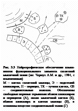 Подпись:  
Рис. 3.3 Нейротрофическое обеспечение компо-нентов функционального элемента скелетной мышечной ткани (по: Чернух А.М. и др., 1984, с изменениями)
М – клетка скелетной мышцы, Э – эндотелий капилляров, П – перицит, ТК – тучная клетка, СВ – соединительные волокна. Обозначены свободные нервные терминали вблизи капилляров и перицитов (А), около мышечной клетки (Б), вблизи капилляра и клетки мышцы (В), в основном веществе соединительной ткани (Г)
