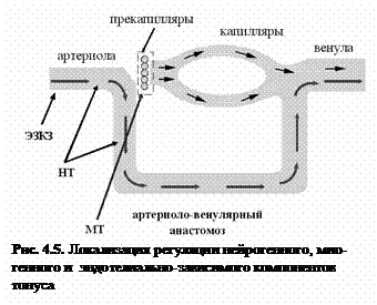 Подпись:  
Рис. 4.5. Локализация регуляции нейрогенного, мио-генного и  эндотелиально-зависимого компонентов тонуса
