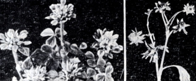  17.  -  ( )    (Trifolium incarnatum),      - ,            