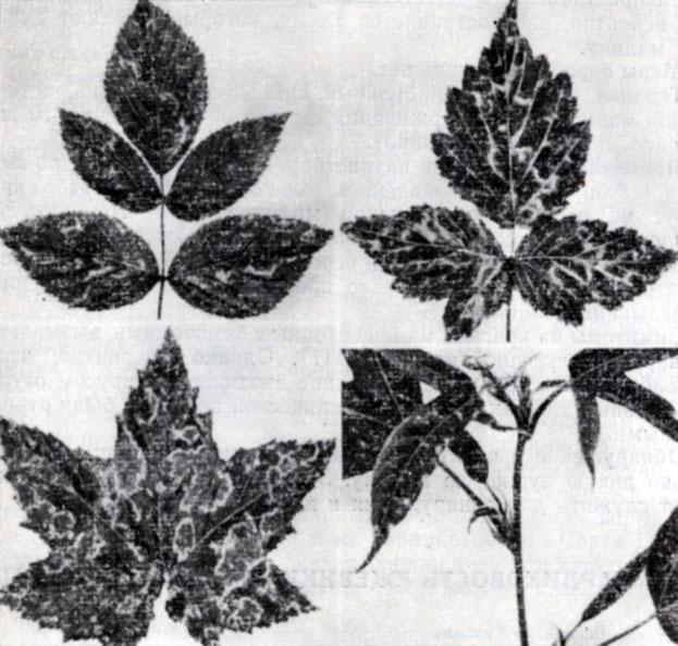 . 71.     .   -    ;   -    ;   -  ;   - Rubus henryi [222]