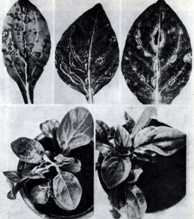 Рис. 83. Симптомы на Petynia hybrida. Вверху слева - местные поражения, вызываемые вирусом черной кольцевой пятнистости томата; вверху в центре и справа - системные симптомы, вызываемые вирусом кольцевой пятнистости томата [114]; внизу слева - системные симптомы, вызываемые вирусом кольцевой пятнистости томата; внизу справа - системные симптомы, вызываемые вирусом мозаики резухи