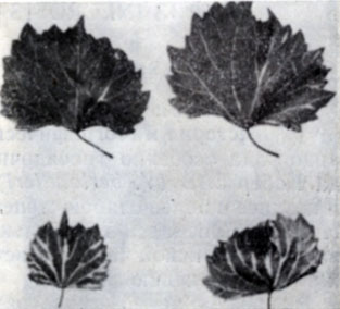 Рис. 101. Типичные симптомы звездчатой мозаики на листьях индикаторного сорта Сент-Джордж (Vitis rupestris): разнообразные полосы кремово-желтого цвета беспорядочно разбросаны вдоль главных жилок 