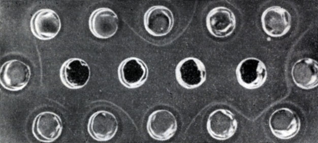 Рис. 112. Серологическая реакция иммунодиффузии в геле по Охтерлони между сывороткой, иммунной к короткоузлию (центральные лунки), и концентрированными экстрактами листьев винограда (периферические лунки). Специфические линии преципитации окружают лунки, содержащие вирус короткоузлия
