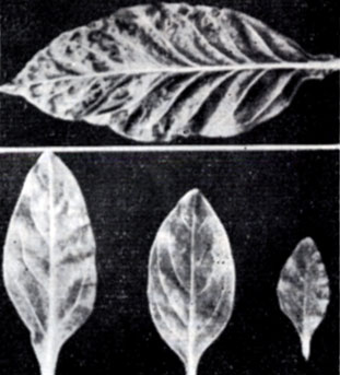 . 116.  -  Nicotiana tabacum 1787        ,    .  -  Petunia hybrida      ,      ,      