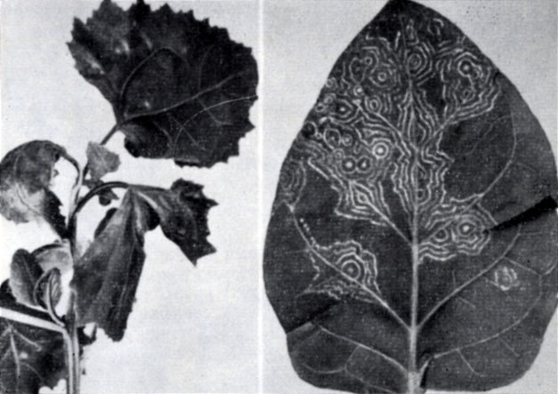 . 118.  -    Chenopodium amaranticolor          ,         .  -        -      